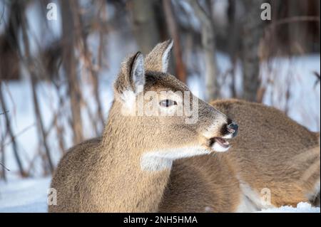Nahaufnahme von Weißwedelhirschen (Odocoileus virginianus), Calgary, Carburn Park, Alberta, Kanada Stockfoto