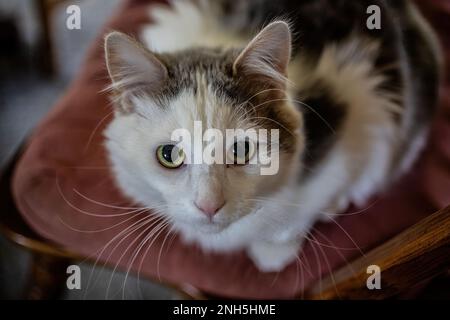 Ziemlich weiße und graue Hauskatze mit grünen Augen, die auf einem Sesselkissen sitzt und nach oben schaut; in St. Croix Falls, Wisconsin, USA. Stockfoto