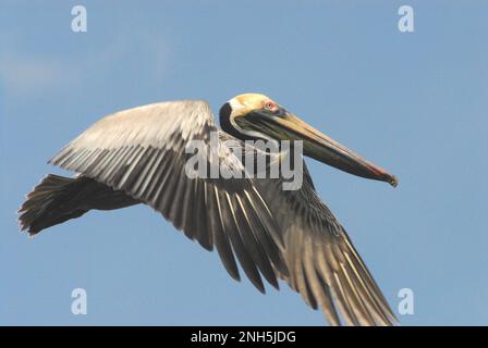 Nahaufnahme eines wunderschönen Florida Brown Pelican, der in einem klaren blauen Himmel fliegt. Achten Sie auf das bunte Steckmuster. Stockfoto