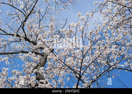 Wunderschöner Frühling in Japan Stockfoto