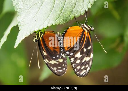 Zwei Tiger-Longwing-Schmetterlinge paaren sich auf Pflanzen in Costa Rica Stockfoto