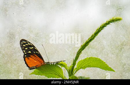 Tiger Longwing Butterfly in Costa Rica Stockfoto