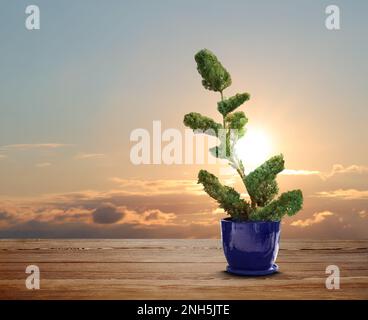 Wunderschöner Bonsai-Baum in Topf auf Holztisch draußen bei Sonnenuntergang, Platz für Text Stockfoto