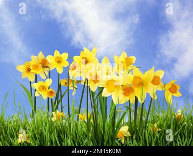 Wunderschöne gelbe Narzissen im Freien an sonnigen Tagen Stockfoto