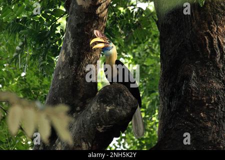 Ein männliches Individuum von geknüpftem Hornvogel, manchmal auch als Sulawesi-Faltenhornvogel (Rhyticeros cassidix) bezeichnet, wird fotografiert, während es auf einem Baum im Tangkoko Nature Reserve, North Sulawesi, Indonesien, sitzt. Laut einer Veröffentlichung von Amanda Hackett von der Wildlife Conservation Society aus dem Jahr 2022 gilt die Art derzeit als anfällig für das Aussterben durch Holzeinschlag und Jagd. „Da die Bäume immer kleiner werden, gibt es keine sicheren Orte für Hornbill-Paare, um ihre Nester in großen, reifen Bäumen zu bauen“, fügte sie hinzu. Stockfoto