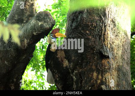 Ein männliches Individuum von geknüpftem Hornvogel, manchmal auch als Sulawesi-Faltenhornvogel (Rhyticeros cassidix) bezeichnet, wird fotografiert, während es auf einem Baum im Tangkoko Nature Reserve, North Sulawesi, Indonesien, sitzt. Laut einer Veröffentlichung von Amanda Hackett von der Wildlife Conservation Society aus dem Jahr 2022 gilt die Art derzeit als anfällig für das Aussterben durch Holzeinschlag und Jagd. „Da die Bäume immer kleiner werden, gibt es keine sicheren Orte für Hornbill-Paare, um ihre Nester in großen, reifen Bäumen zu bauen“, fügte sie hinzu. Stockfoto