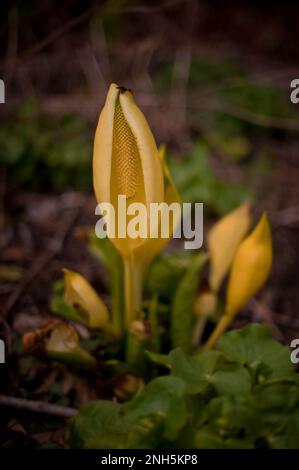 Skunk Cabbage, Symplocarpus foetidus Stockfoto