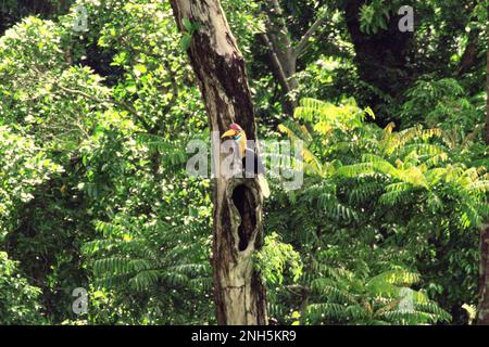 Ein männliches Individuum von geknüpftem Hornvogel, manchmal auch als Sulawesi-Faltenhornvogel (Rhyticeros cassidix) bezeichnet, sitzt über einem potenziellen Nistloch auf einem Baum im Regenwald in der Nähe des Mount Tangkoko und DuaSudara in Bitung, Nord-Sulawesi, Indonesien. Laut einer Veröffentlichung von Amanda Hackett von der Wildlife Conservation Society aus dem Jahr 2022 gilt die Art derzeit als anfällig für das Aussterben durch Holzeinschlag und Jagd. „Da die Bäume immer kleiner werden, gibt es keine sicheren Orte für Hornbill-Paare, um ihre Nester in großen, reifen Bäumen zu bauen“, fügte sie hinzu. Stockfoto