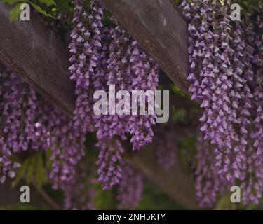 Wisteria in voller Blüte, wächst auf Holzspalmen. Stockfoto