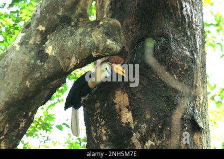 Ein männlicher Hornvogel, auch Sulawesi-Faltenhornvogel genannt (Rhyticeros cassidix), füttert ein Küken, das in einem Nest wartet, durch einen Riss an einem Baum im Naturschutzgebiet Tangkoko, North Sulawesi, Indonesien. Laut einer Veröffentlichung von Amanda Hackett von der Wildlife Conservation Society aus dem Jahr 2022 gilt die Art derzeit als anfällig für das Aussterben durch Holzeinschlag und Jagd. „Da die Bäume immer kleiner werden, gibt es keine sicheren Orte für Hornbill-Paare, um ihre Nester in großen, reifen Bäumen zu bauen“, fügte sie hinzu. Stockfoto