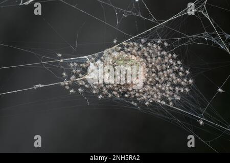 Spinnen- und Spinnensumpf auf dem Sacknest. Stockfoto