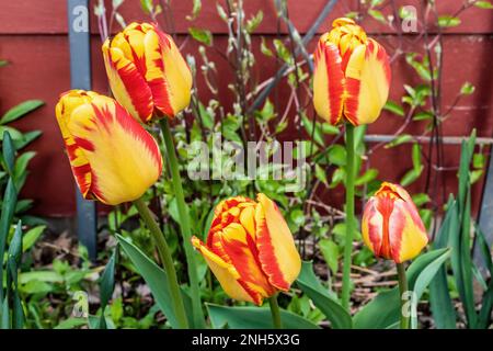 Rote und gelbe Tulpen wachsen in einem Frühlingsgarten in St, Croix Falls, Wisconsin, USA. Stockfoto