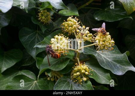 Nahaufnahme einer asiatischen Hornisse neben einer Biene. Stockfoto