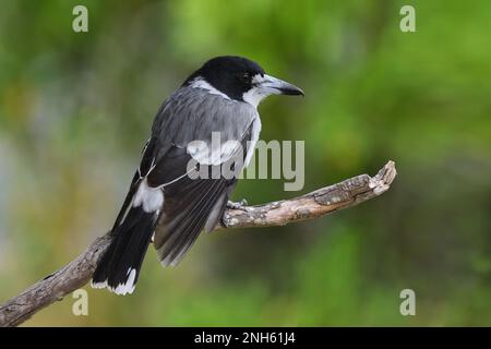 Ein australischer erwachsener grauer Butcherbird - Cracticus torquatus - sitzt auf einem Ast und sieht nach rechts in farbenfrohem, sanftem Licht Stockfoto