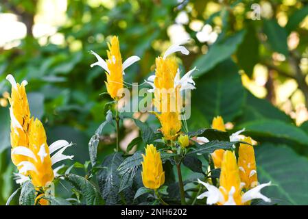 Pachystachys lutea, auch bekannt als Goldgarnelenpflanze oder Lollipop-Pflanze Stockfoto