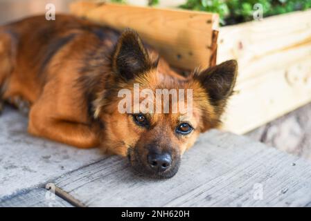 Friedlicher Hund liegt unter der Sonne und schaut in die Kamera Stockfoto