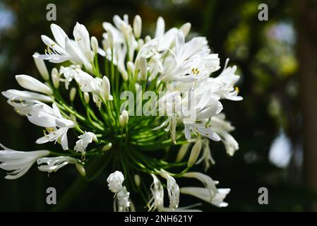 Agapanthus africanus oder die Afrikanische Lilie, die in Da Lat Vietnam wächst Stockfoto