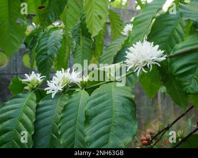 Robusta Kaffeeblüte auf Baumpflanze mit grünem Blatt mit schwarzer Farbe im Hintergrund. Blütenblätter und weiße Staubgefäße von blühenden Blumen Stockfoto