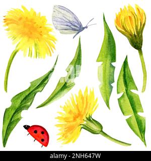 Aquarelle Blumen, Löwenzahn, Blatt, Kräuter, Schmetterling, ledybag auf weißem Hintergrund. Gelbe Blumen, grüne Farbe. Stockfoto