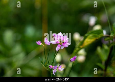 Im Wald wachsende Sortenblume der Securigera, aus nächster Nähe Stockfoto