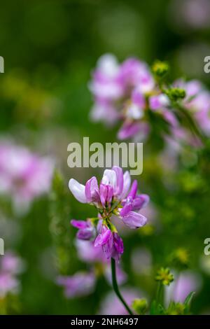 Im Wald wachsende Sortenblume der Securigera, aus nächster Nähe Stockfoto