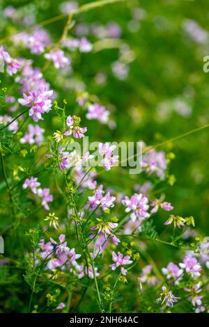 Im Wald wachsende Sortenblume der Securigera, aus nächster Nähe Stockfoto