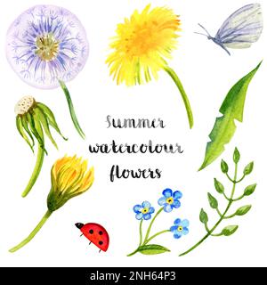 Aquarell Blumen Löwenzahn, Blatt, Samen, Kräuter, Schmetterling, Ledybag auf weißem Hintergrund. Gelbe Blumen, grüne Farbe. Abbildung: Von Hand zeichnen. Stockfoto