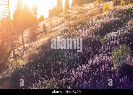Gebirgsschaufeln in der wilden Natur Zentralasiens in Kasachstan, im Almaty-Gebirge. Ivan-Tee und andere Heilkräuter auf dem Morgenhügel Stockfoto