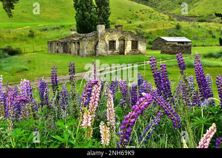 Blick durch die farbenfrohen Lupinen zu den Ruinen des lindis Pass Hotels. Stockfoto
