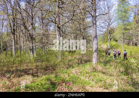 Eichenwälder mit einer Gruppe Wanderer im Frühling Stockfoto
