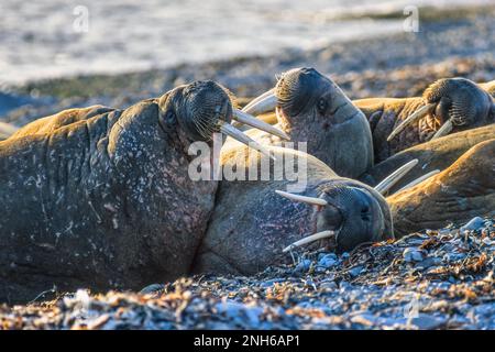 Eine Gruppe von Spaziergängern am Strand Stockfoto