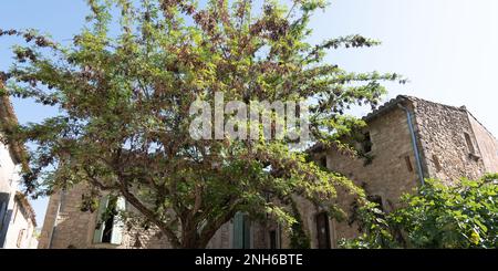 Oppede le Vieux Dorfhaus und Baum in Luberon Frankreich Stockfoto