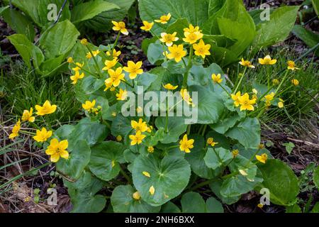 Sumpfmarigolds Wildblume gefunden im Wald nach einem Frühlingsregen in St. Croix Falls, Wisconsin, USA. Stockfoto