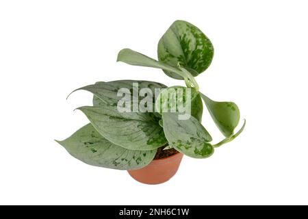 Tropische silbergrüne Hauspflanze „Scindapsus Pictus silvery Ann“ im Topf auf weißem Hintergrund Stockfoto