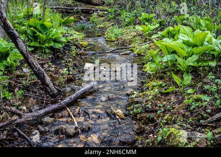 In St. Croix Falls, Wisconsin, USA. Stockfoto