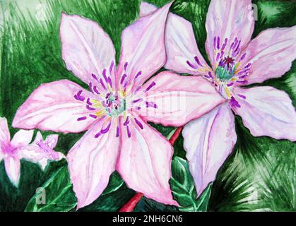 Aquarell Paar Pink Clematis Blumen Natur. Stockfoto
