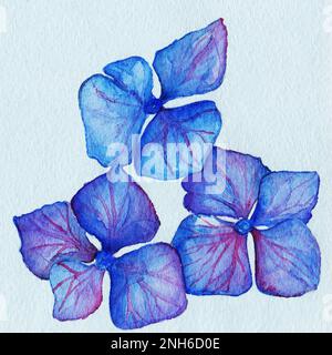 Aquarell blau violett drei Hortensien Blütenzusammensetzung. Stockfoto