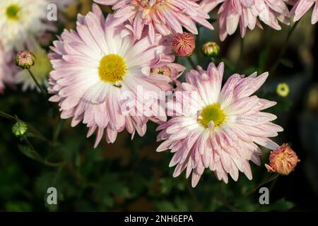 Chrysanthemmenblume im Garten, rosa und weißes Chrysanthemum Stockfoto