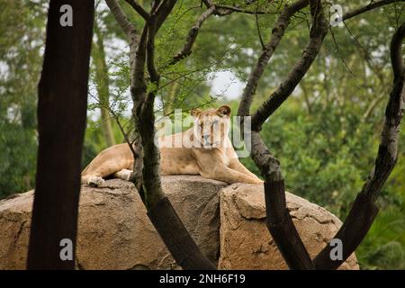 Löwin liegt majestätisch auf einem Felsen, fotografiert durch Bäume im Vordergrund und blickt in die Ferne, Duffuse Treescape im Hintergrund. Stockfoto