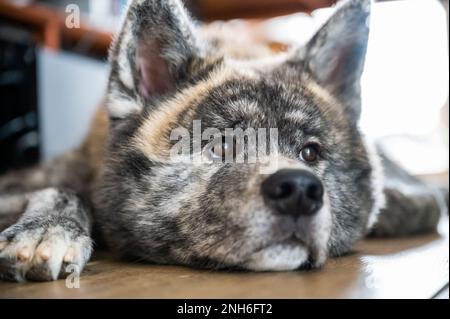 Nahaufnahme Akita inu mit grauem Fell ist entspannend auf dem Boden in einem Haus nach einem langen Spaziergang im Freien Stockfoto