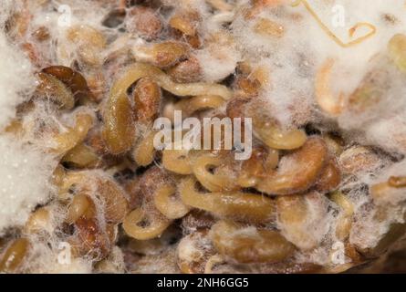 Verrottete Alfalfa-Sprossen mit weißem Schimmel, direkt über dem Makrobild. Abgelaufene Lebensmittel Gesundheit und Wissenschaftskonzept. Stockfoto