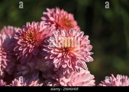 Hintergrund von Chrysanthemen , rosa Chrysanthemblumen blühen Stockfoto
