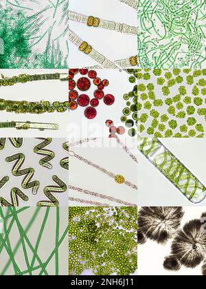 Mikroalgen unter mikroskopischer Sicht, Grünalgen, Cyanobakterien, Phytoplankton, Algenmischhintergrund Stockfoto