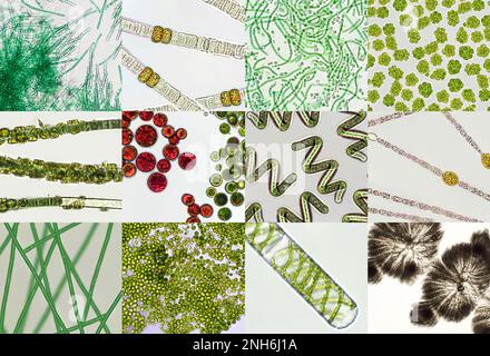 Mikroalgen unter mikroskopischer Sicht, Grünalgen, Cyanobakterien, Phytoplankton, Algenmischhintergrund Stockfoto