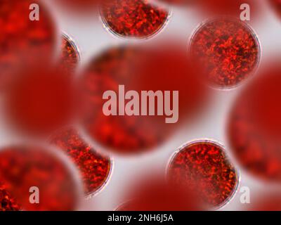 Haematococcus pluvialis Zyste Algen unter mikroskopischer Sicht - haematocyst Stockfoto