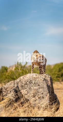 Angy Gepard auf dem Felsen mit Textbereich Stockfoto