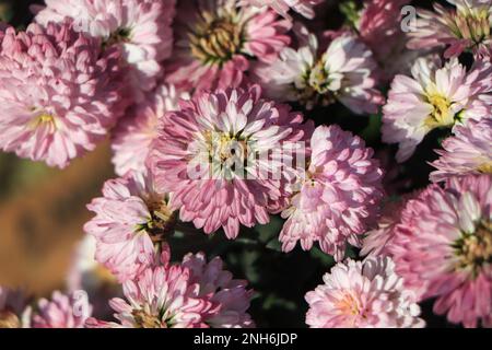 Chrysanthemen blühen im Herbst im Chrysanthemengarten. Wunderschöne Chrysanthemen-Blumen im Nahbereich. Stockfoto