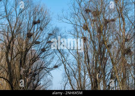 Reiher, Kolonien, Non Valley, Trient, Trentino Alto Adige, norditalien, Europa Stockfoto