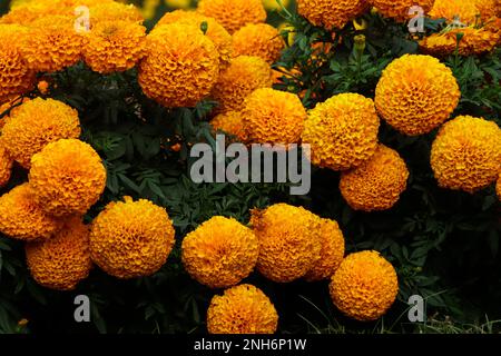 Marigold, gelbe Blume, Marigold-Baum, orangefarbene Marigold, Marigold-Blüten Stockfoto