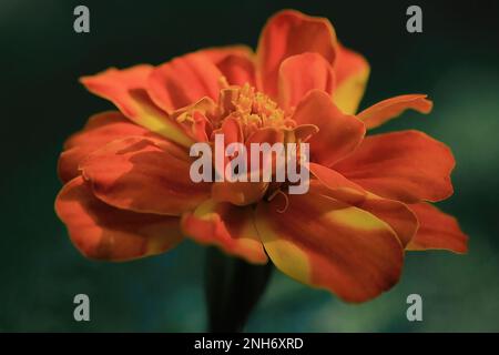 Nahaufnahme einer Orangenblüte in einem Sommergarten in Taylors Falls, Minnesota, USA. Stockfoto